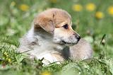CORGI PEMBROKE 598